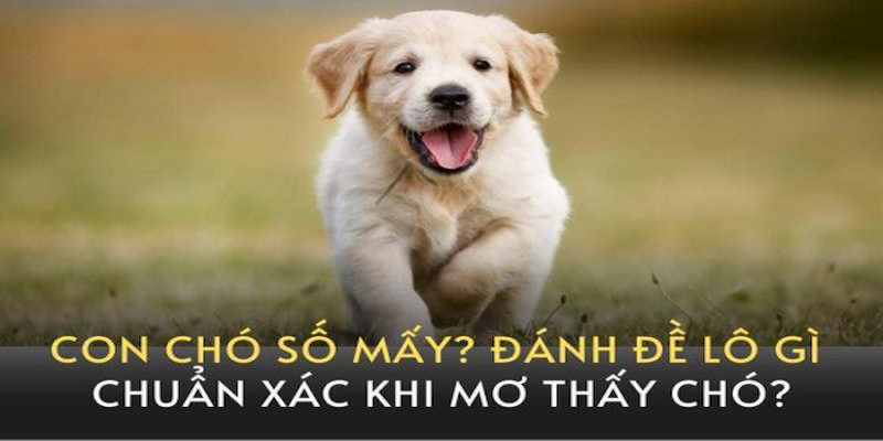 Một số giấc mơ về con chó thường gặp hiện nay